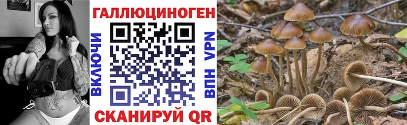 Галлюциногенные грибы Psilocybine cubensis  OMG маркетплейс  Удомля 